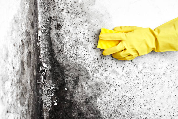 Best Black Mold Removal  in Colbert, OK