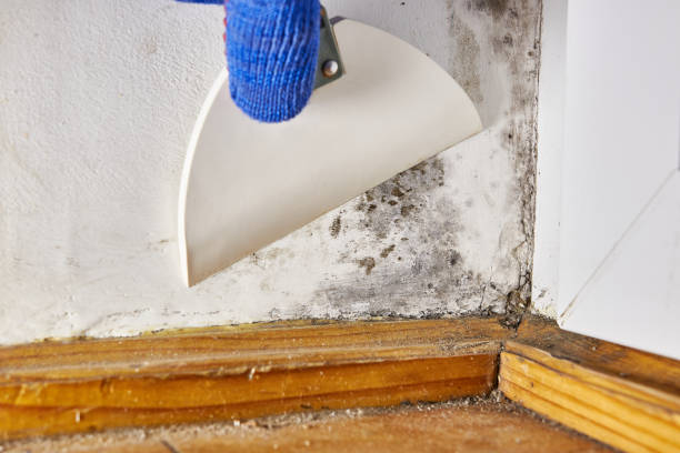 Best Mold Remediation for Vacation Homes  in Colbert, OK